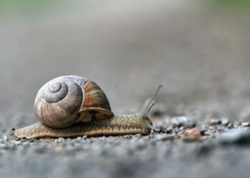 Avec ces astuces économiques, vous ne serez plus dérangé par les limaces dans votre jardin.