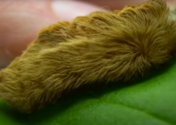 Pas Op Voor Deze Verraderlijk Pluizige Rups: Een Moeder Deed Een Schokkende Ontdekking