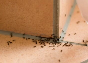 Des fourmis dans la maison ? – Cette astuce vous permettra de vous en débarrasser en un rien de temps !