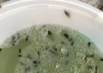 Voici comment résoudre rapidement votre problème de mouches des fruits grâce à cette astuce simple