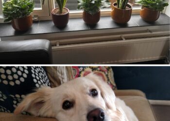 Méfiez-vous de ces plantes courantes dans votre maison : elles peuvent mettre la vie de votre chien en danger.
